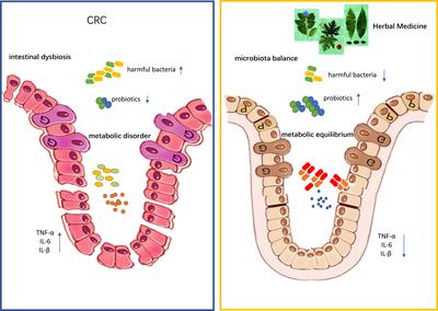 Herbal medicine and its impact on the gut microbiota in colorectal cancer